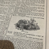 The Illustrated Domestic Bible - Rev. Ingram Corbin, M.A. 1847