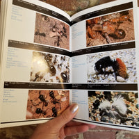 Deserts (Audubon Society Nature Guides) - James Macmahon (1988 Knopf paperback)