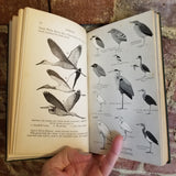 A Field Guide to the Birds of Eastern North America - Roger Tory Peterson 1934 1st edition Houghton Mifflin vintage hardback