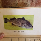 Field Book of Fresh Water Fishes of North America - Ray Schrenkeisen 1938 G.P. Putnam's Sons