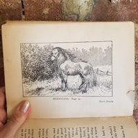 Black Beauty- Retold in Words of One Syllable - J.C. Gorham 1905 A.L. Burt Co vintage HB