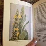 Wild Flowers Worth Knowing - Neltje Blanchan 1922 Doubleday, Page & Co vintage HB