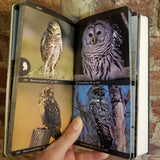 The Audubon Society Field Guide To North American Birds: Eastern Region -  John L. Bull 1977 Alfred A knopf