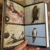 The Audubon Society Field Guide To North American Birds: Eastern Region -  John L. Bull 1977 Alfred A knopf