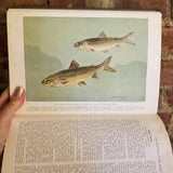 The Book of Fishes - John Oliver La Gorce 1939 National Geographic Society HB