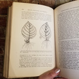 Botany, Principles and Problems - Edmund W. Sinnott  1935 McGraw-Hill vintage HB