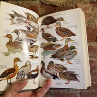 Audubon Water Bird Guide: Water, Game And Large Land Birds - Richard Hooper Pough 1951 Doubleday & Co HBDJ
