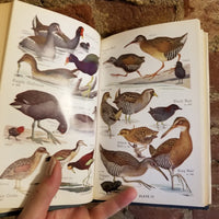 Audubon Water Bird Guide: Water, Game And Large Land Birds - Richard Hooper Pough 1951 Doubleday & Co HBDJ