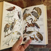 Audubon Water Bird Guide: Water, Game And Large Land Birds - Richard Hooper Pough 1951 Doubleday & Co HBDJ